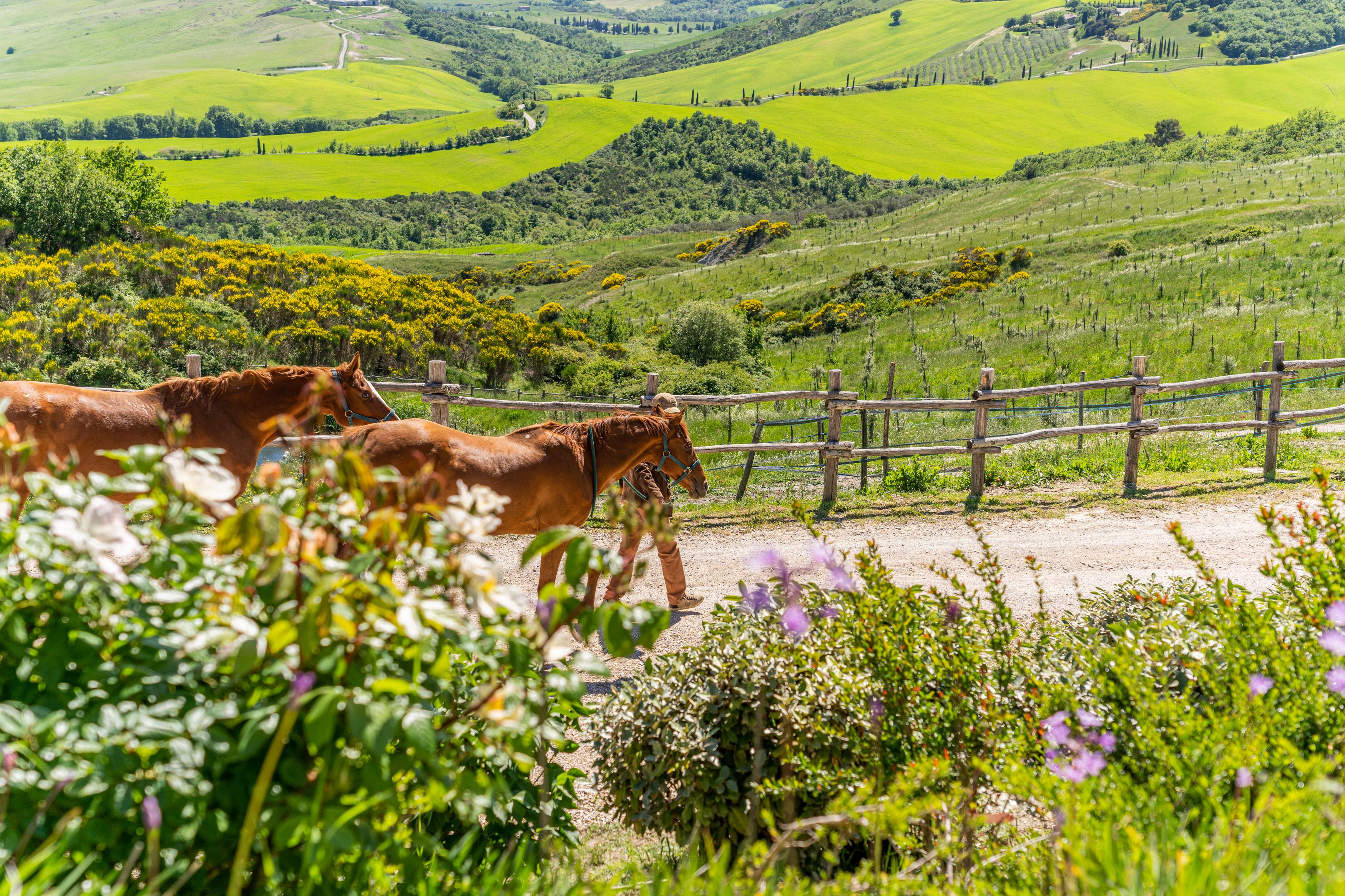 Podere Val D'Orcia - Tuscany Equestrian Sarteano Eksteriør billede